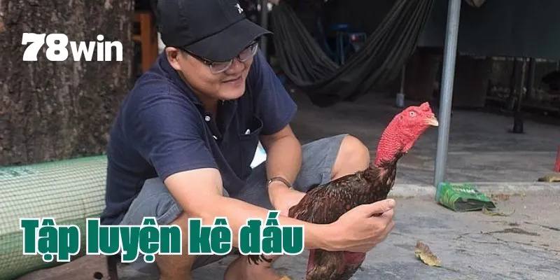 Bí Kíp Cách Nuôi Gà Đá Có Lực Dành Cho Sư Kê Mới Vào Nghề 5 Hướng dẫn tập luyện cho chiến kê