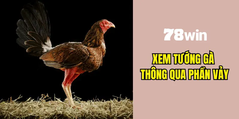 Cách Xem Tướng Gà Đá - Bí Kíp Chọn Chiến Kê Giống Tốt 6 Cách xem tướng gà đá thông qua bộ phận vảy